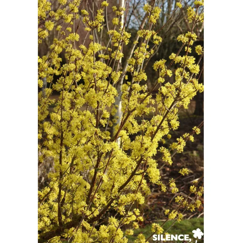 CORNUS officinalis BALIV C15L - SILENCE ÇA POUSSE