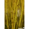 CORNUS stolonifera Flaviramea TFE C4.5L - SILENCE ÇA POUSSE