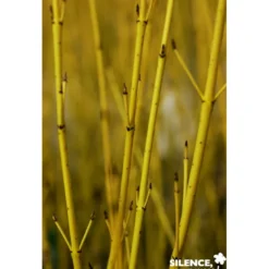 CORNUS stolonifera Flaviramea TFE C4.5L - SILENCE ÇA POUSSE