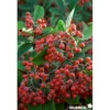 COTONEASTER lacteus TFE C4L - SILENCE ÇA POUSSE