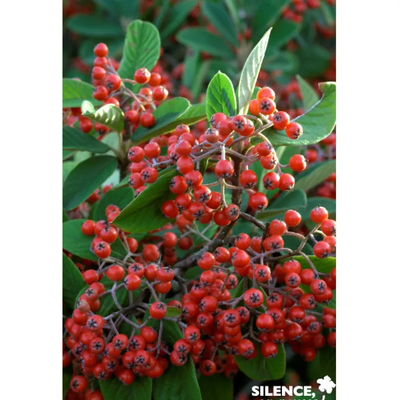 COTONEASTER lacteus TFE C4L - SILENCE ÇA POUSSE
