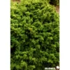 CRYPTOMERIA japonica Vilmoriniana C2L-DECO - SILENCE ÇA POUSSE