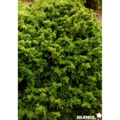 CRYPTOMERIA japonica Vilmoriniana C2L-DECO - SILENCE ÇA POUSSE
