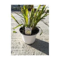 Cymbopogon touffe p14 - DELLA VALLE