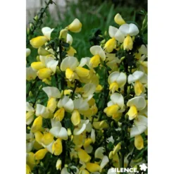 CYTISUS scoparius Luna C4.5L - SILENCE ÇA POUSSE