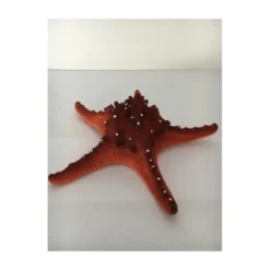Décor d'aquarium - Etoile de mer