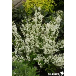 DEUTZIA gracilis C4.5L - SILENCE ÇA POUSSE