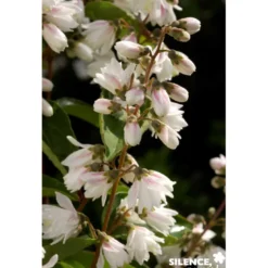 DEUTZIA scabra Pride Of Rochester TFE C4.5L - SILENCE ÇA POUSSE