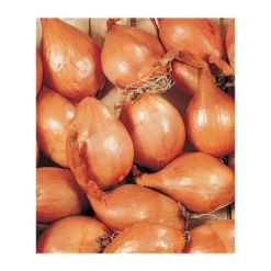 Echalote longue Jermor calibre 15/35 500 g - BULBEO