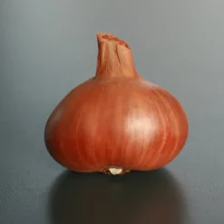 Echalote "Red Sun" 1kg - Calibre 7/15