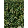 ELAEAGNUS ebbingei C4.5L - SILENCE ÇA POUSSE