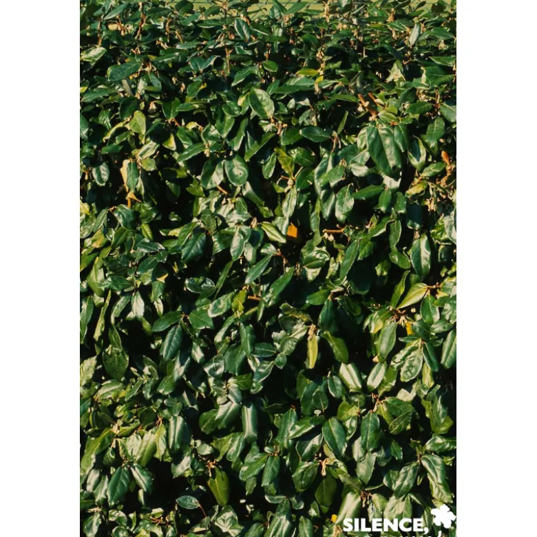 ELAEAGNUS ebbingei C4.5L - SILENCE ÇA POUSSE