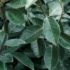 Eleagnus ebbingei - 3L -