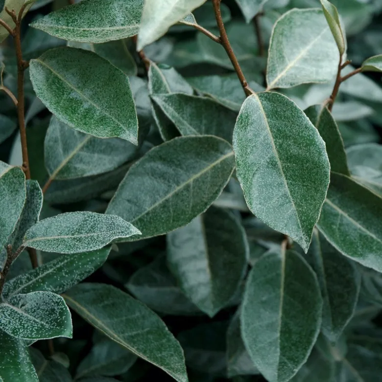 Eleagnus ebbingei - 3L -