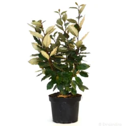 Eleagnus ebbingei - 3L -