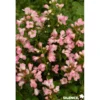 ESCALLONIA apple Blossom C4.5L - SILENCE ÇA POUSSE