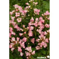 ESCALLONIA apple Blossom C4.5L - SILENCE ÇA POUSSE