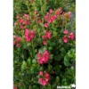 ESCALLONIA pride Of Donard TFE C4.5L - SILENCE ÇA POUSSE