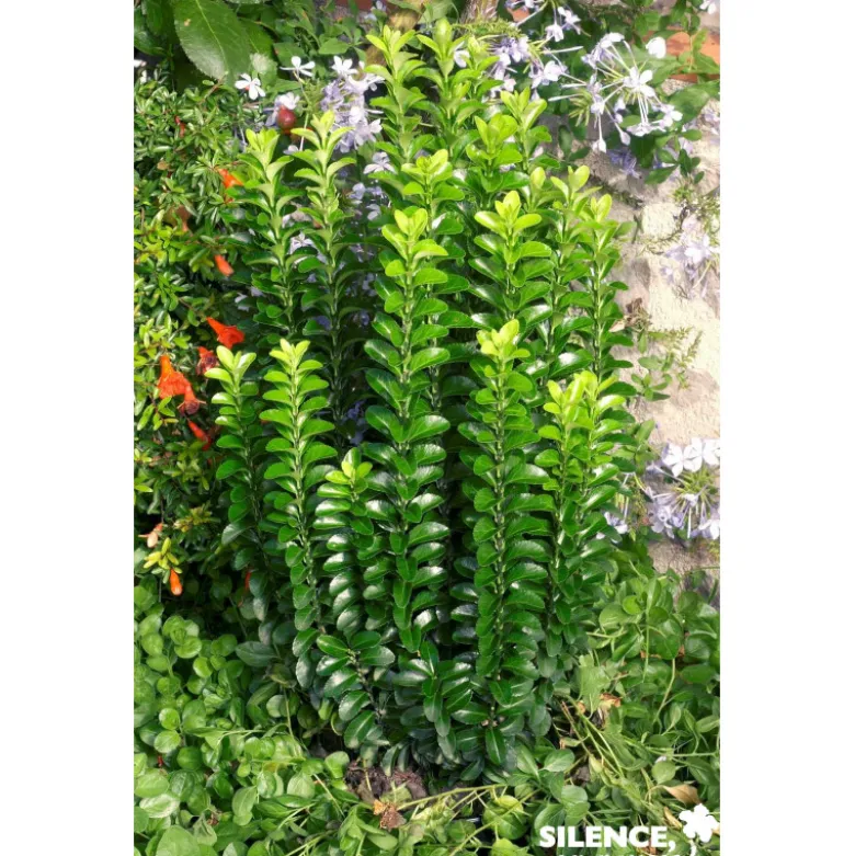 EUONYMUS japonicus Benkomoki C10L - SILENCE ÇA POUSSE