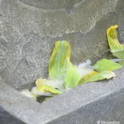 Fontaine - DESJARDINS