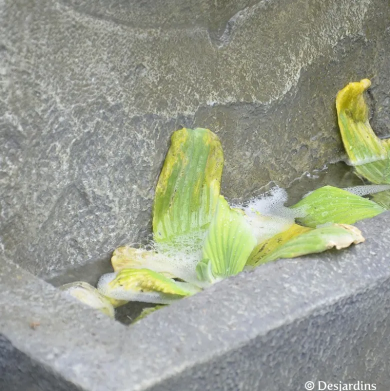 Fontaine - DESJARDINS