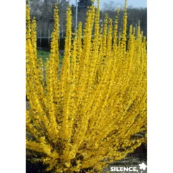 FORSYTHIA intermedia Lynwood TFE C4.5L - SILENCE ÇA POUSSE