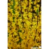 FORSYTHIA intermedia Mindor C4.5L - SILENCE ÇA POUSSE