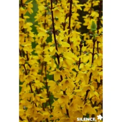 FORSYTHIA intermedia Mindor C4.5L - SILENCE ÇA POUSSE