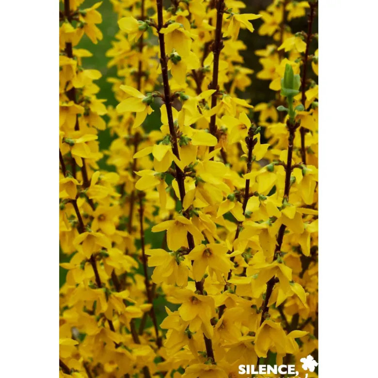 FORSYTHIA intermedia Mindor C4.5L - SILENCE ÇA POUSSE