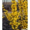 FORSYTHIA intermedia Week End® C4.5L - SILENCE ÇA POUSSE