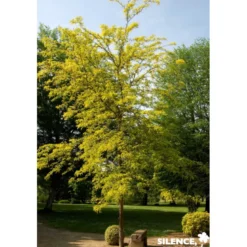 GLEDITSIA triacanthos 'Sunburst' C15L - SILENCE ÇA POUSSE