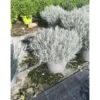 Helichrysum italicum touffe p25 - DELLA VALLE