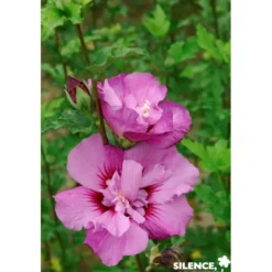 HIBISCUS syriacus Eruption® TFE C4.5L - SILENCE ÇA POUSSE