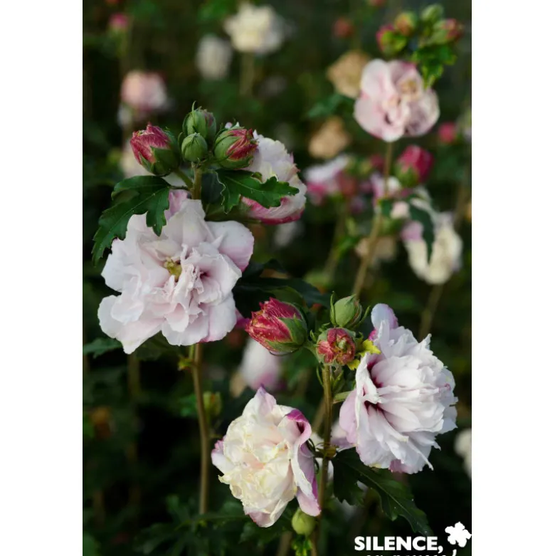 HIBISCUS syriacus French Cabaret® Pastel TFE C4. - SILENCE ÇA POUSSE