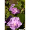 HIBISCUS syriacus Lavender Chiffon® SOL C10L - SILENCE ÇA POUSSE