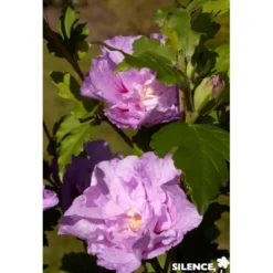 HIBISCUS syriacus Lavender Chiffon® TG H110-2ANS - SILENCE ÇA POUSSE