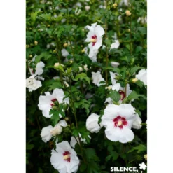 HIBISCUS syriacus Sup' Heart® TFE C4.5L - SILENCE ÇA POUSSE