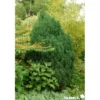 JUNIPERUS chinensis Stricta C4.5L - SILENCE ÇA POUSSE