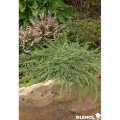 JUNIPERUS communis Green Carpet C4.5L - SILENCE ÇA POUSSE