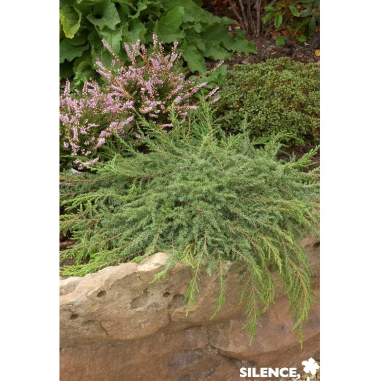 JUNIPERUS communis Green Carpet C4.5L - SILENCE ÇA POUSSE