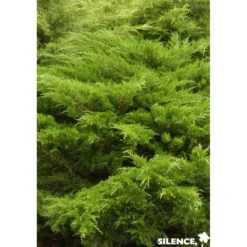 JUNIPERUS media Mint Julep C2L-RC - SILENCE ÇA POUSSE