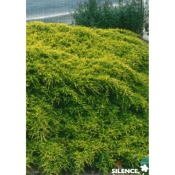 JUNIPERUS media Old Gold C4.5L - SILENCE ÇA POUSSE