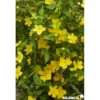 KERRIA japonica Golden Guinea TFE C4.5L - SILENCE ÇA POUSSE
