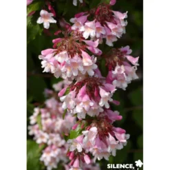 KOLKWITZIA amabilis Pink Cloud C4.5L - SILENCE ÇA POUSSE