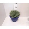 Lavandula hidcote touffe p25 - DELLA VALLE