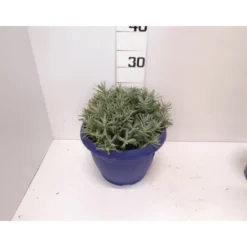 Lavandula hidcote touffe p25 - DELLA VALLE