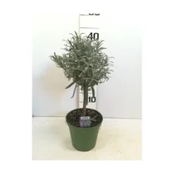 Lavandula tige 40/45 p14 - DELLA VALLE