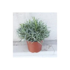 Lavandula touffe p18 - DELLA VALLE