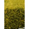 LIGUSTRUM ovalifolium Aureum C4.5L - SILENCE ÇA POUSSE