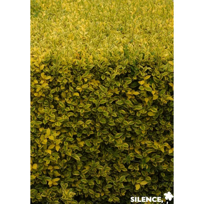 LIGUSTRUM ovalifolium Aureum C4.5L - SILENCE ÇA POUSSE